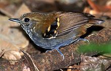 Star-throated antwren httpsuploadwikimediaorgwikipediacommonsthu