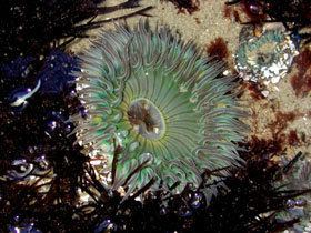 Starburst Anemone Low Tide Zone