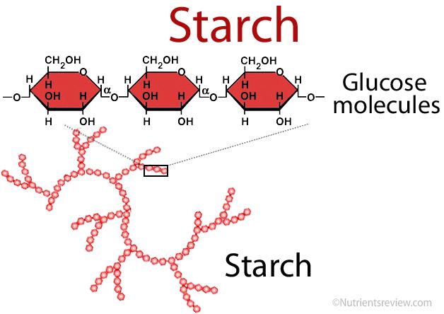 Starch Starch Foods Digestion Glycemic Index