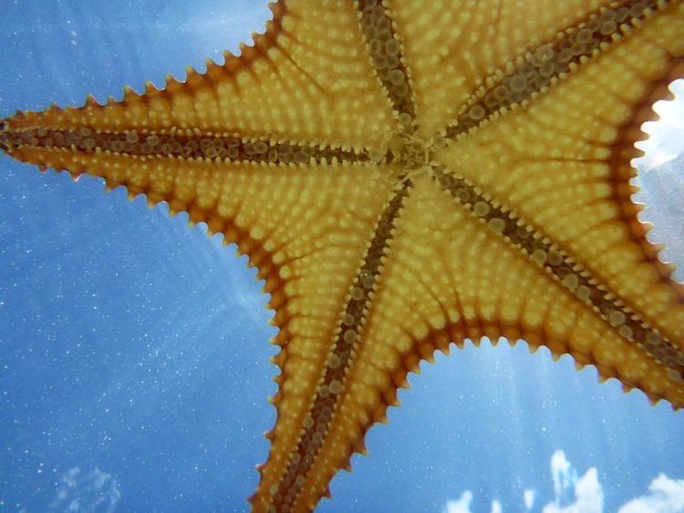 Starfish Starfish Sea Stars Starfish Sea Star Pictures Starfish Sea
