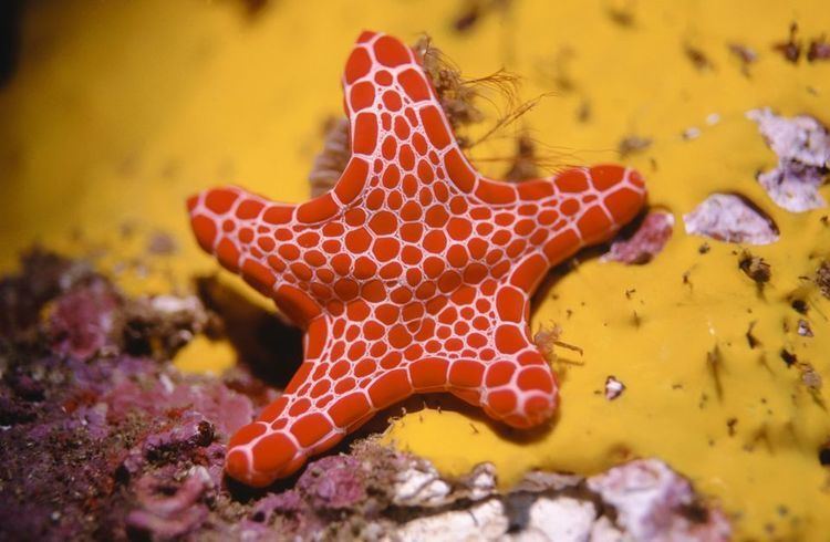 Starfish Starfish Sea Stars Starfish Sea Star Pictures Starfish Sea