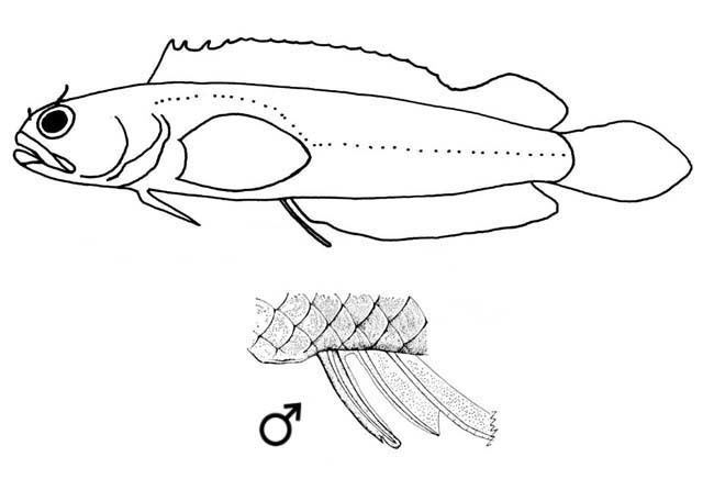 Starksia lepidogaster