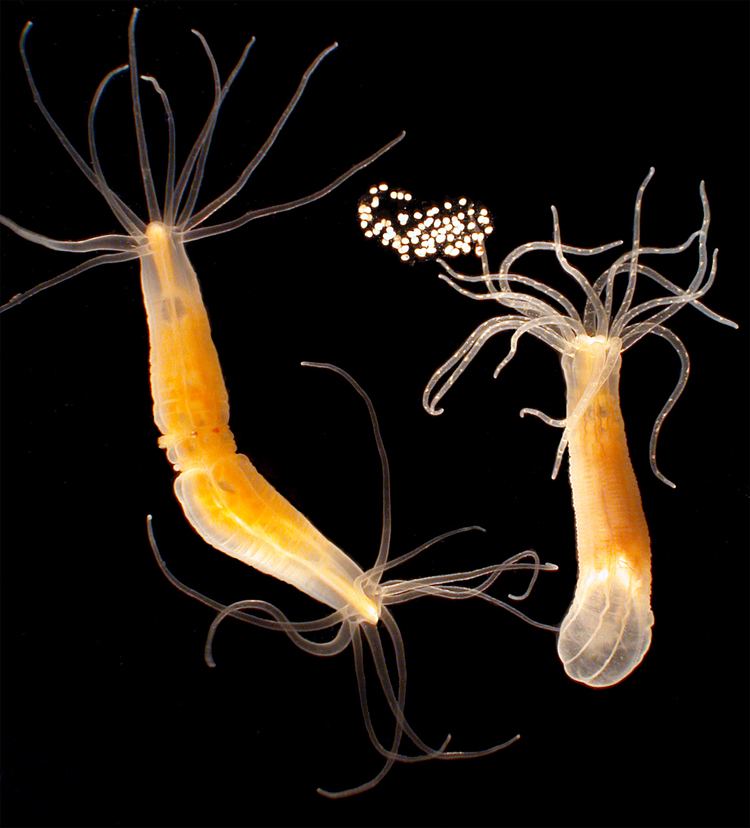 Starlet sea anemone Marine Biological Laboratory