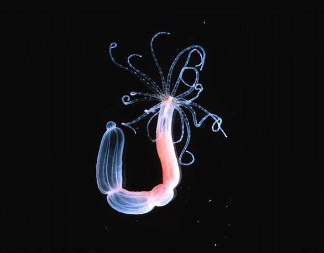 Starlet sea anemone Brainless Sea Anemone Helps Uncover Evolutionary Origin of Head