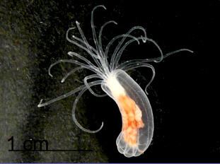 Starlet sea anemone Microbial symbiosis in the starlet sea anemone Nematostella