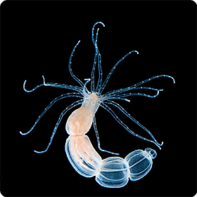 Starlet sea anemone wwwkahikaiorgarchiveimagescontentspeciesthu