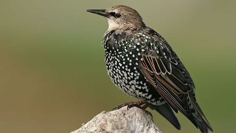 Starling The RSPB Starling Feathers and moulting