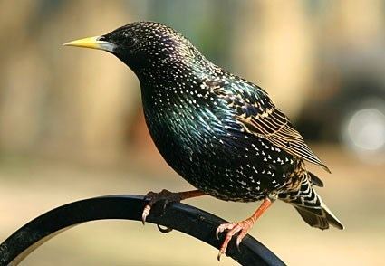 Starling European Starling Identification All About Birds Cornell Lab of