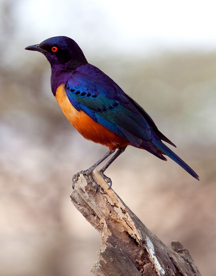 Starling httpsuploadwikimediaorgwikipediacommons00