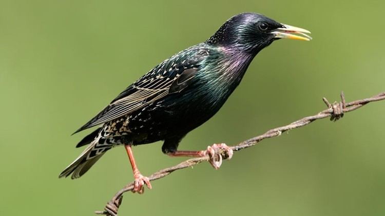 Starling The RSPB Starling Population trends and conservation