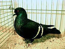 Starling pigeon httpsuploadwikimediaorgwikipediacommonsthu