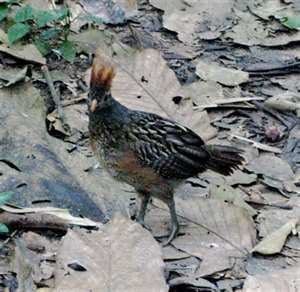 Starred wood quail wwwtaenoscomimgITISOdontophorusstellatusSta