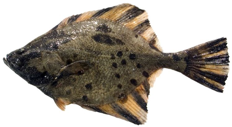 Starry flounder Bottomfish Identification Guide Starry Flounder Platichthys