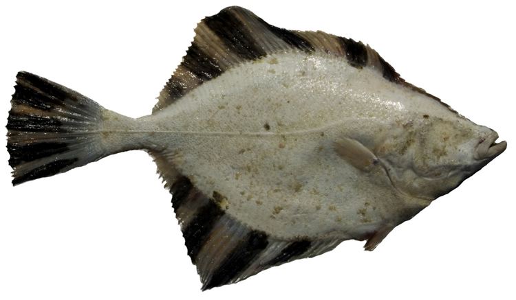 Starry flounder Bottomfish Identification Guide Starry Flounder Platichthys