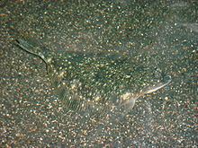 Starry flounder httpsuploadwikimediaorgwikipediacommonsthu