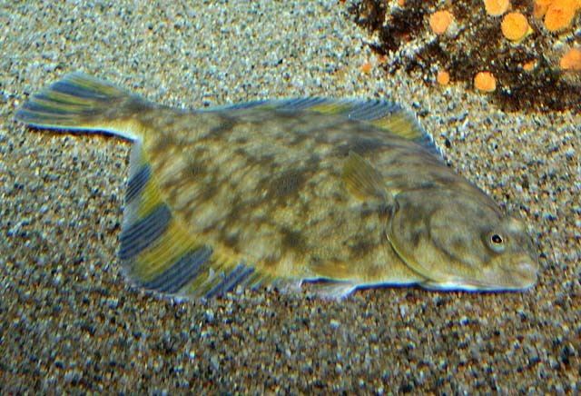 Starry flounders neotropicalfishesmyspeciesinfositesneotropical