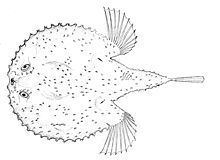 Starry handfish httpsuploadwikimediaorgwikipediacommonsthu
