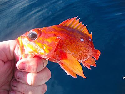 Starry rockfish Starry Rockfish GlumaceFishingcom