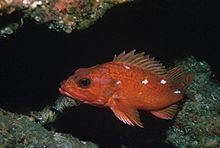 Starry rockfish httpsuploadwikimediaorgwikipediacommonsthu