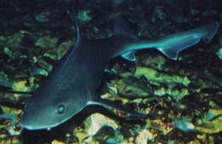 Starry smooth-hound Starry Smooth Hound MUSTELUS ASTERIAS European Federation of Sea