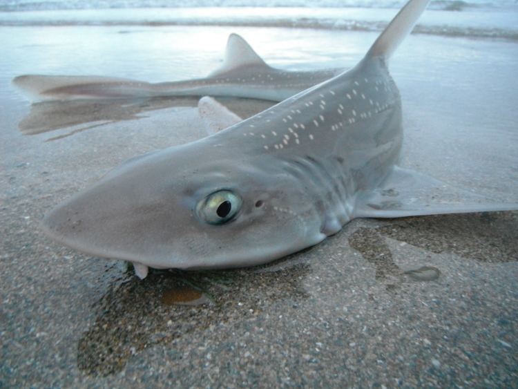 Starry smooth-hound Uncategorized Wexford Angling Blog Page 4