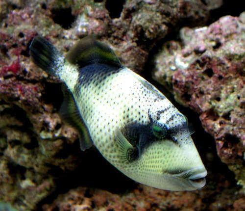 Starry triggerfish wwwaquariumdomaincomadSocialPFBasefilepicp
