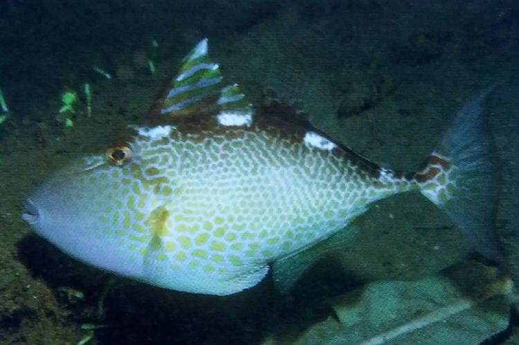 Starry triggerfish Abalistes stellatus