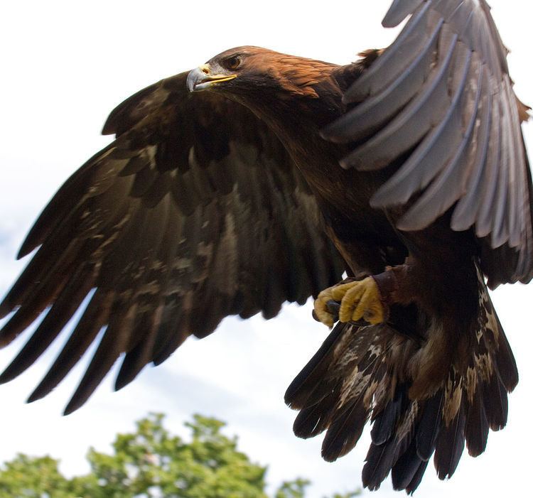 Status and conservation of the golden eagle