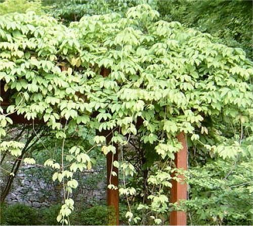 Stauntonia Stauntonia hexaphylla A vigorous evergreen climber with dark green