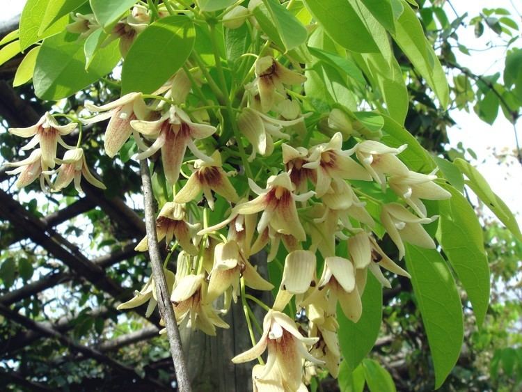 Stauntonia treeflowerlacoocanjpLardizabalaceaeStauntonia