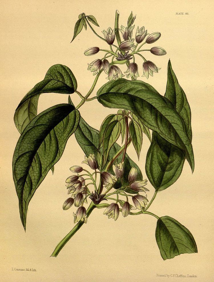 Stauntonia latifolia