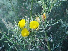 Stauracanthus httpsuploadwikimediaorgwikipediacommonsthu