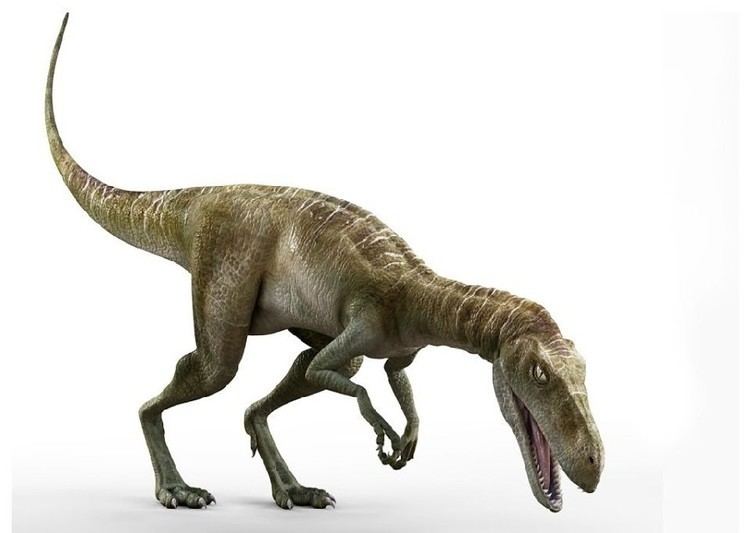 Staurikosaurus imagesdinosaurpicturesorgStaurikosaurus2500jpg