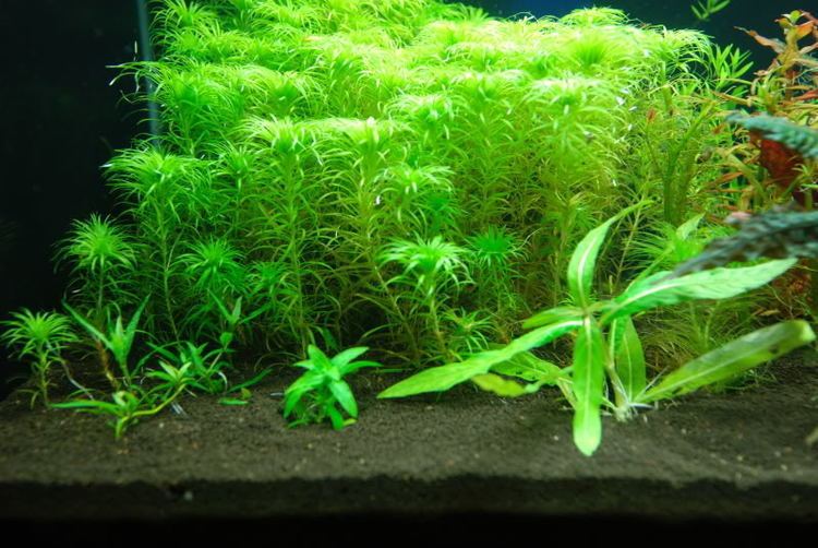 Staurogyne Staurogyne sp 39Low grow39 General Aquarium Plants Discussions