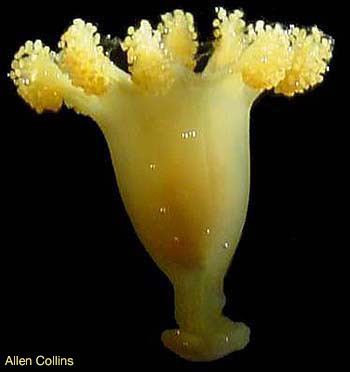 Stauromedusae Jellyfish of the Month