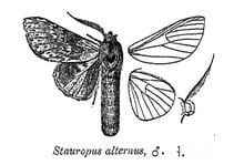 Stauropus alternus httpsuploadwikimediaorgwikipediacommonsthu