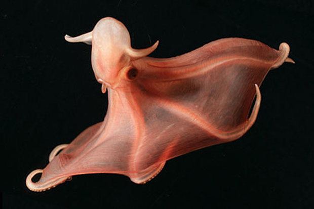 Stauroteuthis Rarest Deep Sea Creatures Revealed Search of Life