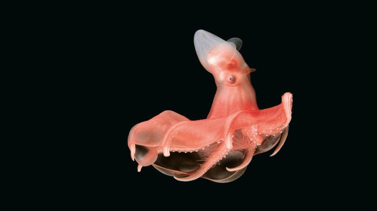 Stauroteuthis Stauroteuthis A deepwater octopus genus biologypop