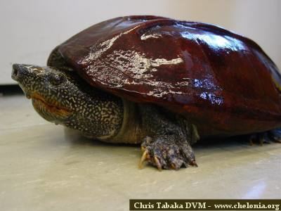 Staurotypus World Chelonian Trust Claudius and Staurotypus Gallery