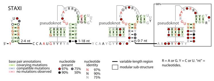 STAXI RNA motif