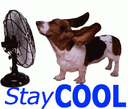 Stay Cool Stay Cool GIF StayCool Hot CuteDog Discover Share GIFs