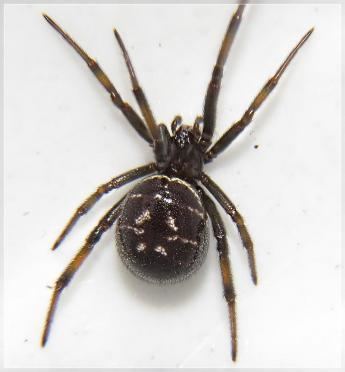 Steatoda capensis Black Cobweb Spider Steatoda capensis GrahameNZ Photographix