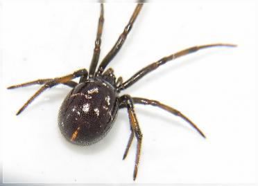 Steatoda capensis Black Cobweb Spider Steatoda capensis GrahameNZ Photographix