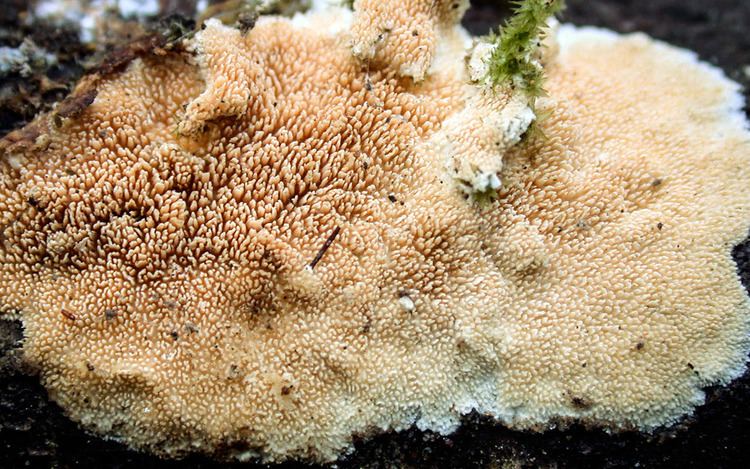 Steccherinum California Fungi Steccherinum ochraceum