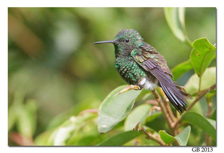 Steely-vented hummingbird STEELYVENTED HUMMINGBIRD