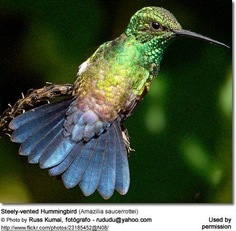 Steely-vented hummingbird httpswwwbeautyofbirdscomimagesbirdsSteelve
