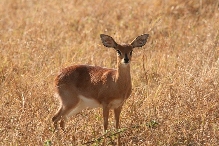 Steenbok Steenbok Facts History Useful Information and Amazing Pictures