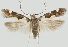 Stegasta bosqueella httpsuploadwikimediaorgwikipediacommonsthu