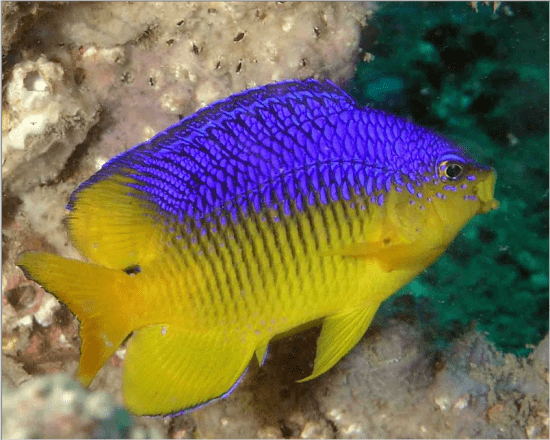 Stegastes variabilis OMG Look at these hybrids and rare fishes Page 306 Reef Fishes