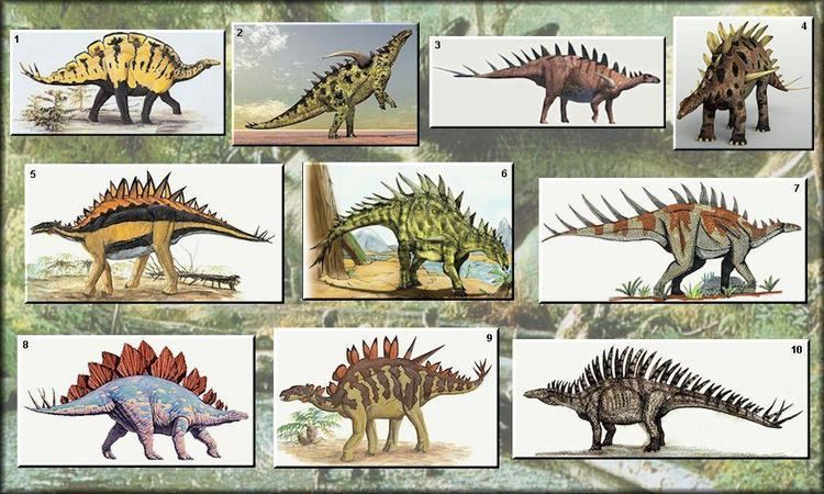 Stegosauria Exam 1 Biology 1006 with Loewen at University of Utah StudyBlue